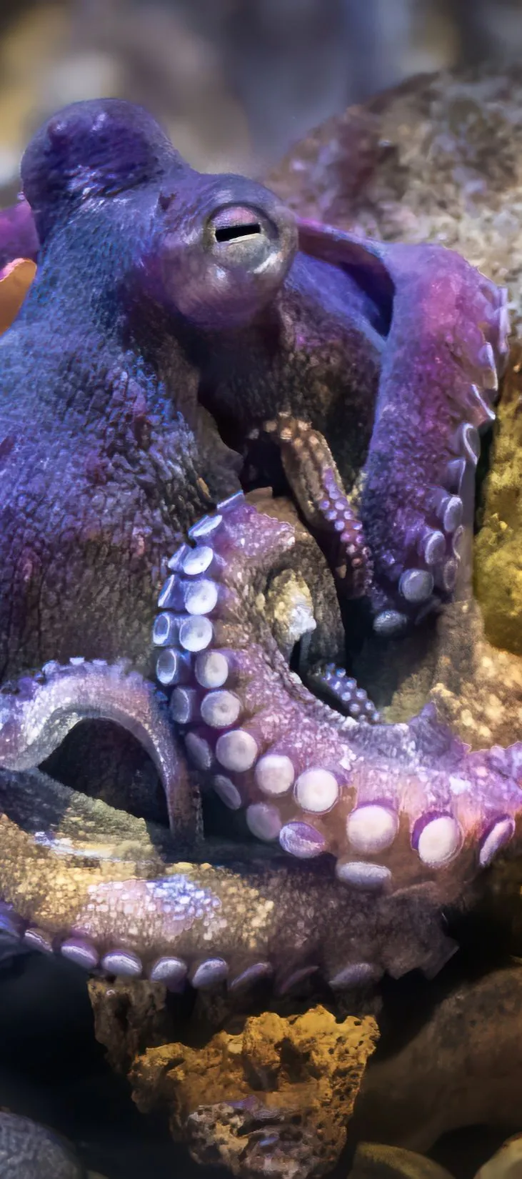 octopus